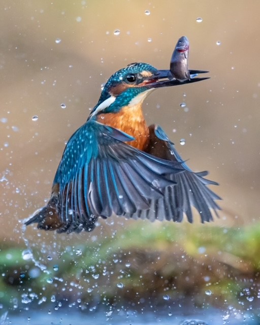 The Senior Ecologist Hiring Challenge: Why Experience Is So Hard to Find and Where Hope Lies